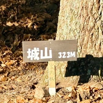 降りて  登って 降りた ベンチのあるところの大きな木の下にコレ