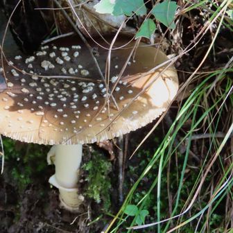 テングタケ
食べると幻覚が見えるというので、少し食べてみたい😆　幻覚ってどんな感じなんやろ？
ヨーロッパではシャーマンが儀式で使ったとか