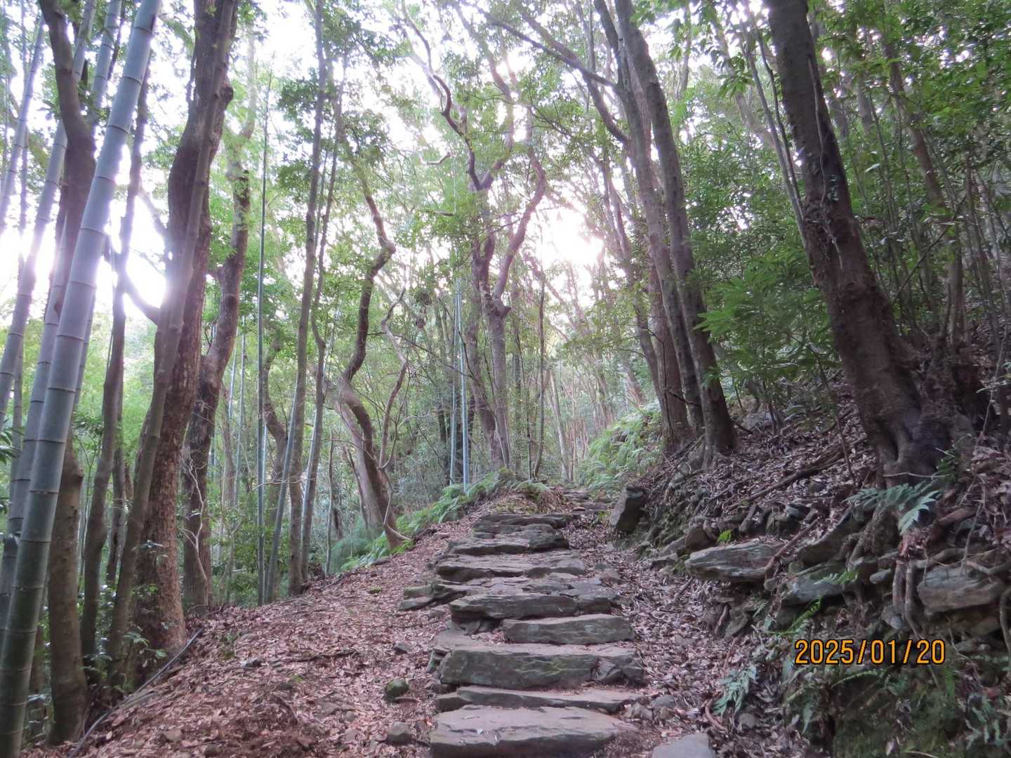 照葉樹林の中の登山道🚶