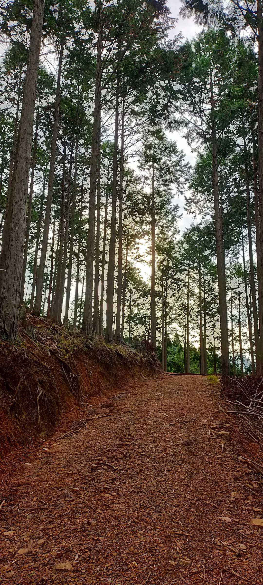 破線の登山道では無い整備された林道ですね〜😂👣
