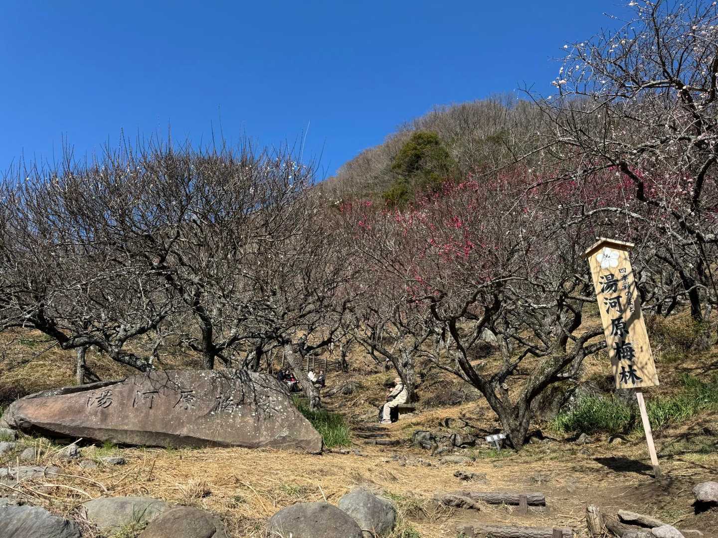 湯河原梅林