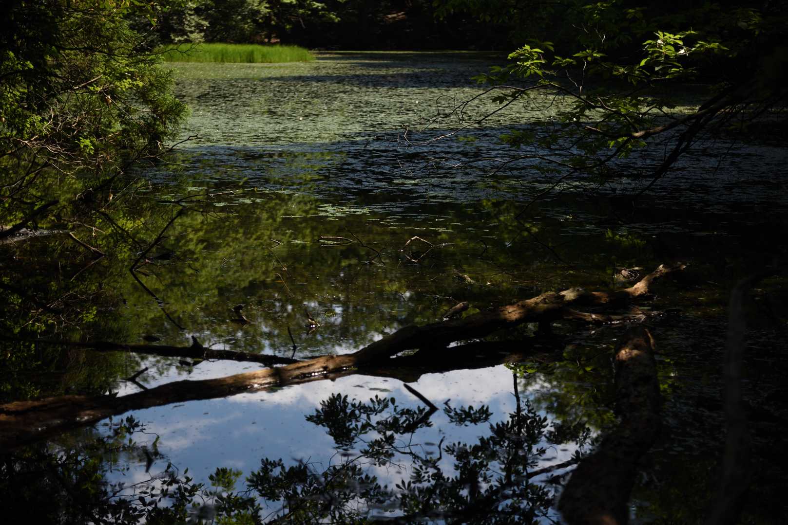 ノタノホリ
山中にひっそりと現れる秘密の水辺