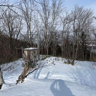 振り返ると
牛乳山へのトレースあり
そうそう、この鉄塔の裏から行くんだよね

鉄塔の裏は笹が出ていて、かなりの急坂
あきらめてぐるりと林道歩きます

…よく見たら先行者さん達も同じような試行錯誤してたみたい‪ ·͜·ꕤ︎︎