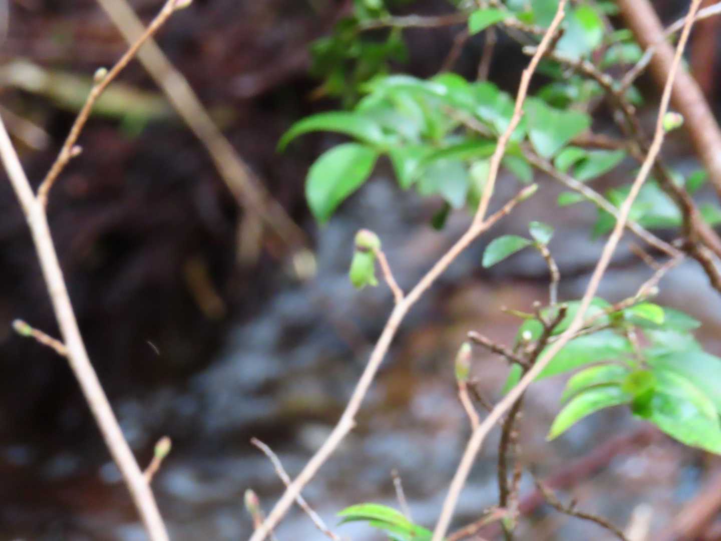 ヒュウガミヅキだと思って、写真撮ろうとしたけど、これが精一杯でした😅
でも、姿見れて良かった♪😊