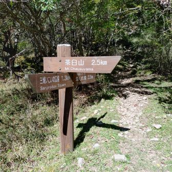 分岐。王ヶ頭だけではもったいない！