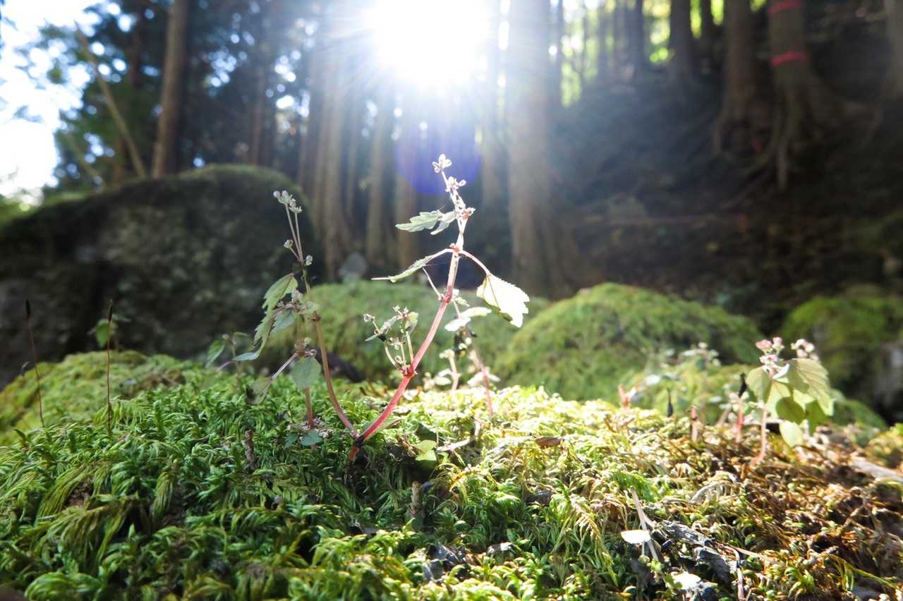 南天山登山口-南天山 往復コースの写真