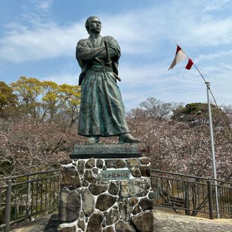 周りは5部咲きぜよ・・・