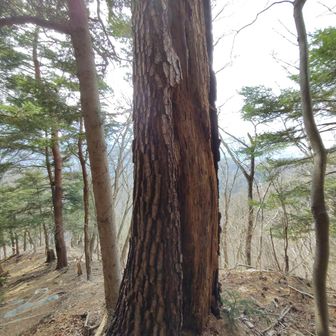 「クマハギ」の跡。熊が木をひっかいて月日がたったもの。