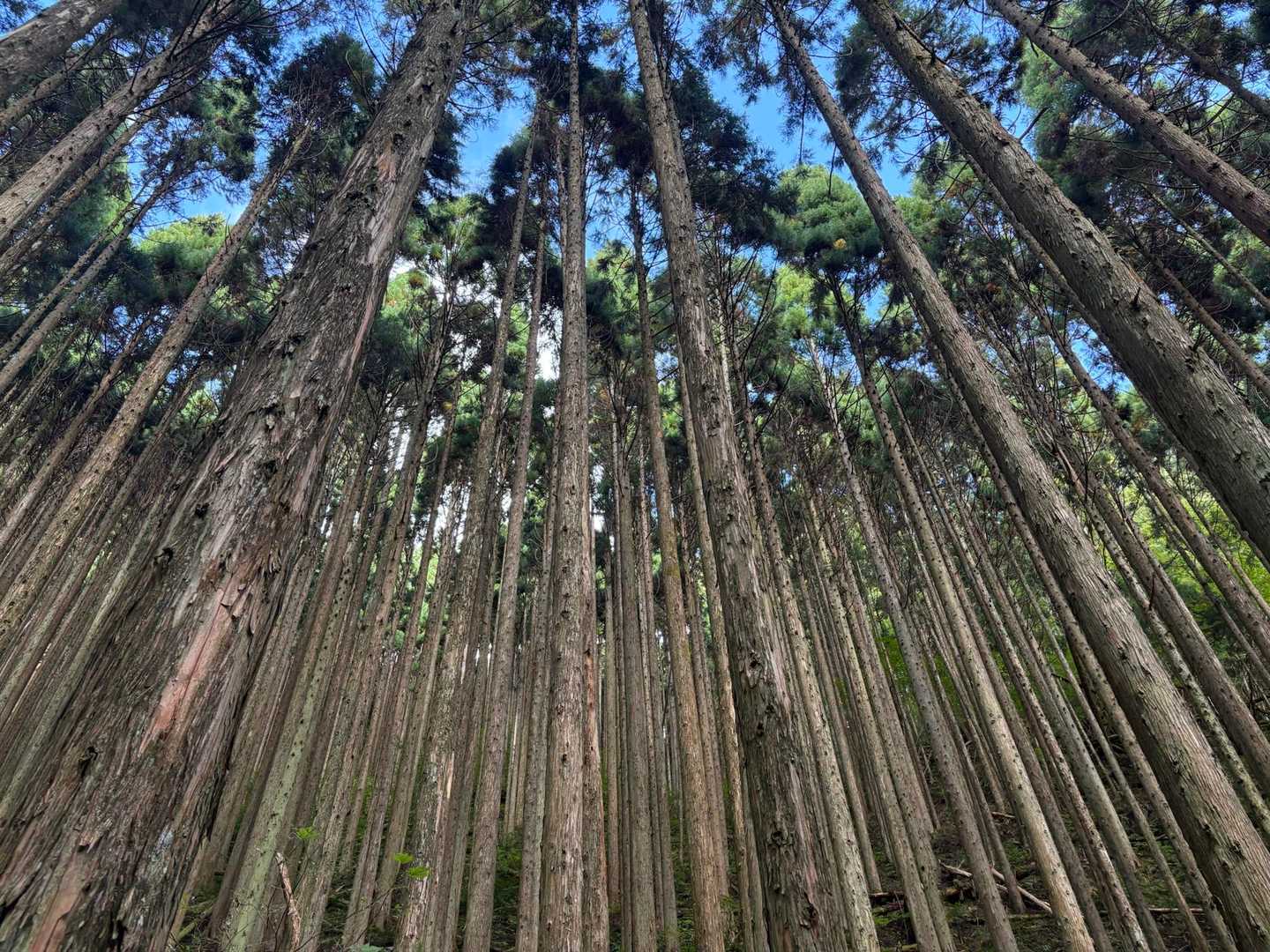 今日もゴボウ風の森の中 🌳🪾🌲