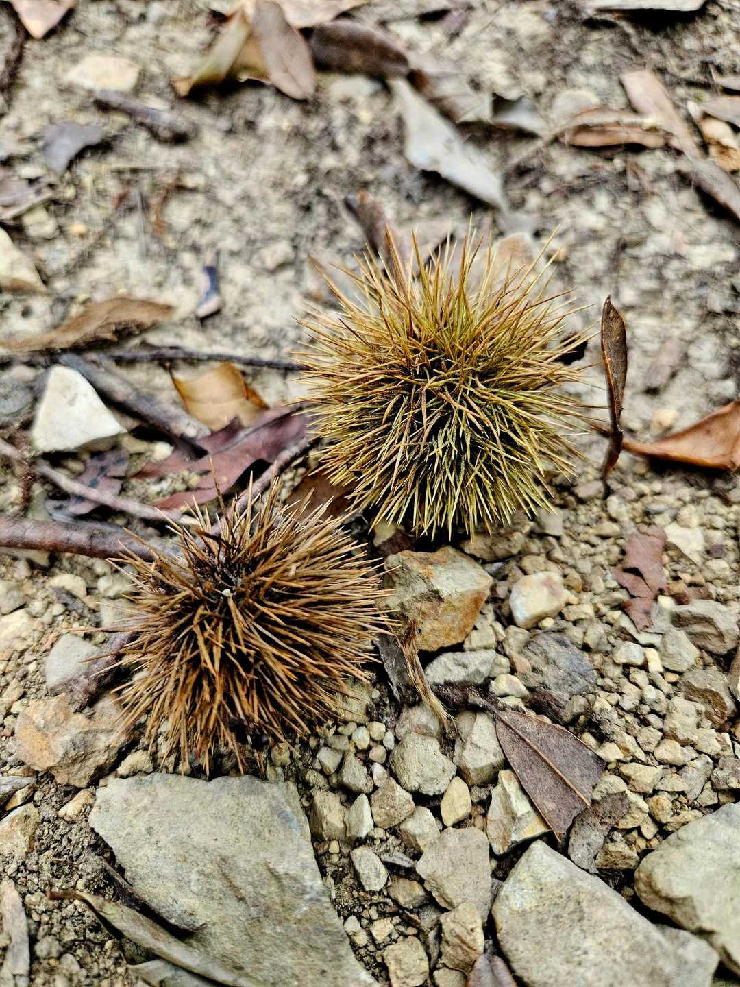 🌰秋ですね～🥹