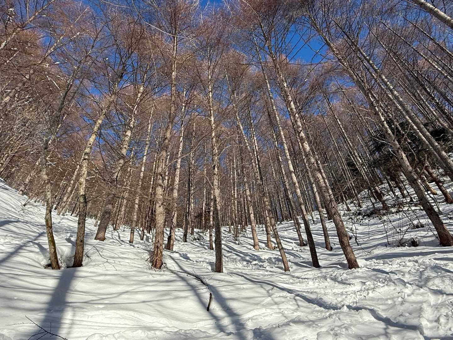 早くもお天気・雪とも絶好のコンディション✨