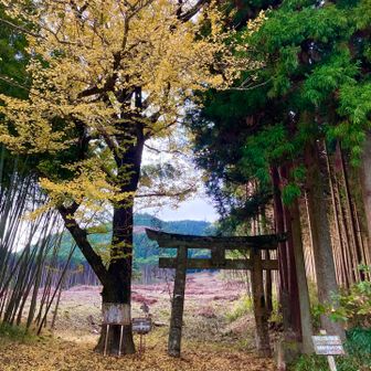 金峰山⛰️ 北口登山口🥾… 銀杏は　半分ほど散ってしまってる😅