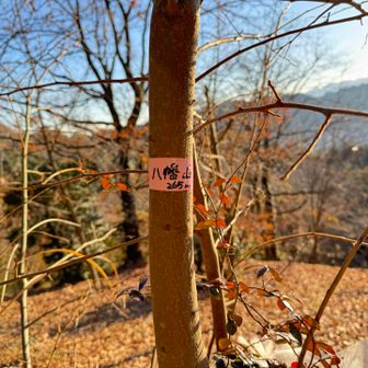 　八幡山（はちまんやま、265m）
　ベンチがあり、町民の憩いの場かと思ったが、枯れ枝が道を塞いでおり、あまり登られていない様子だった。