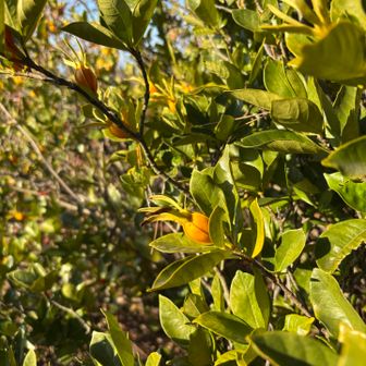 クチナシの実、初めて見た！