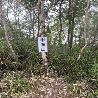 半分山じゃなくて反面山かい
どうりでここまで半分じゃない😅