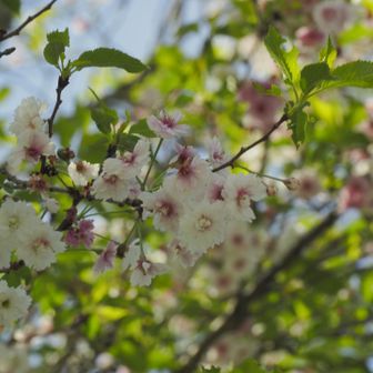 大社の紅白桜！早くから咲くので梅？なんて思っていましたが、桜ですね〜🤣