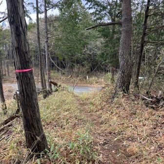 アカヤシオ劇場終わり。名残惜しや。。。