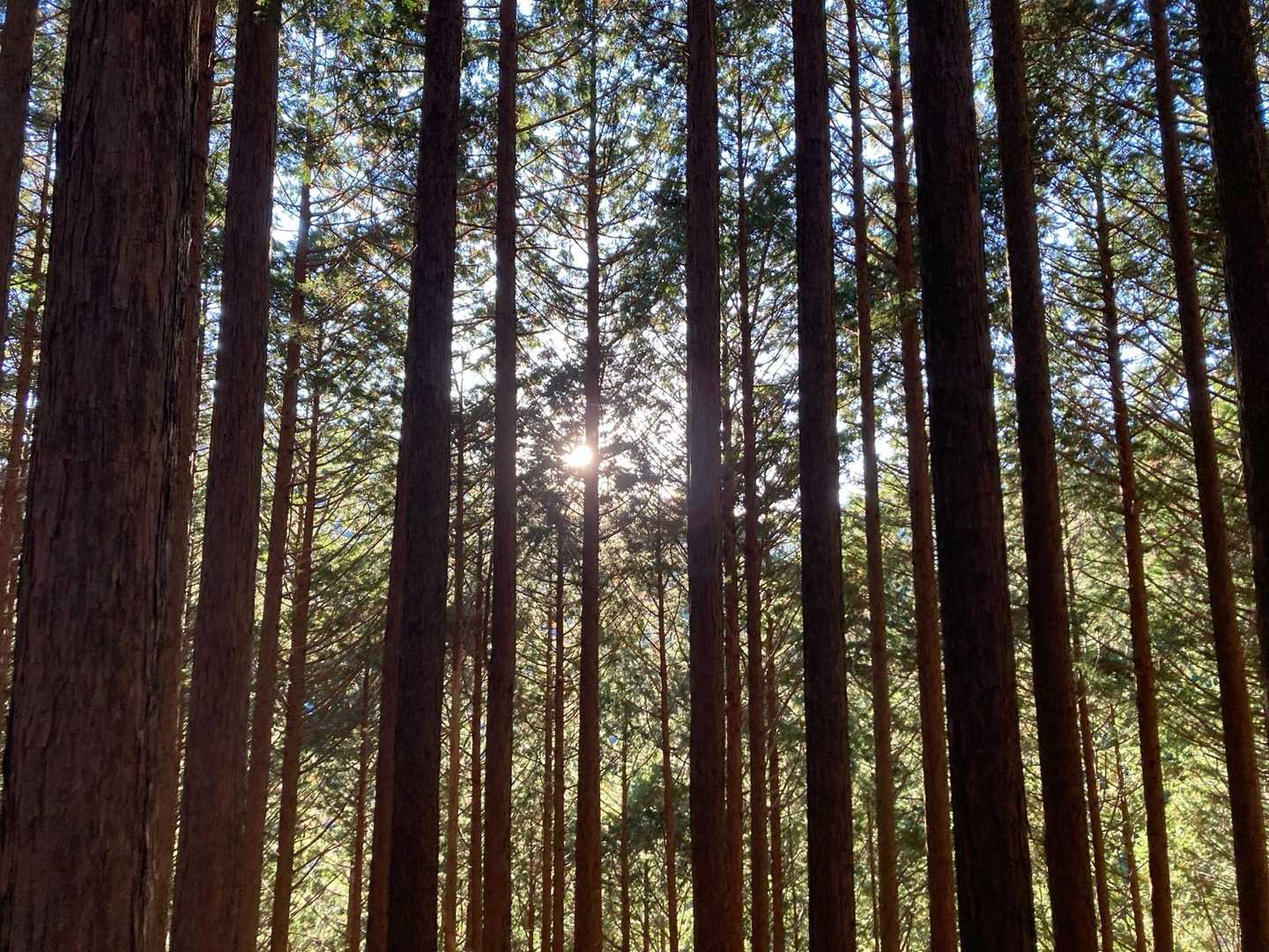 木漏れ日☀️