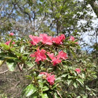 つつじ？🌺