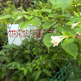 夏にもう一回来るかな。