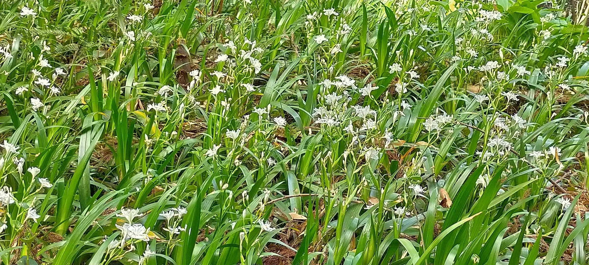 登りの舗装路脇に沢山の
著莪(シャガ)が咲いていた