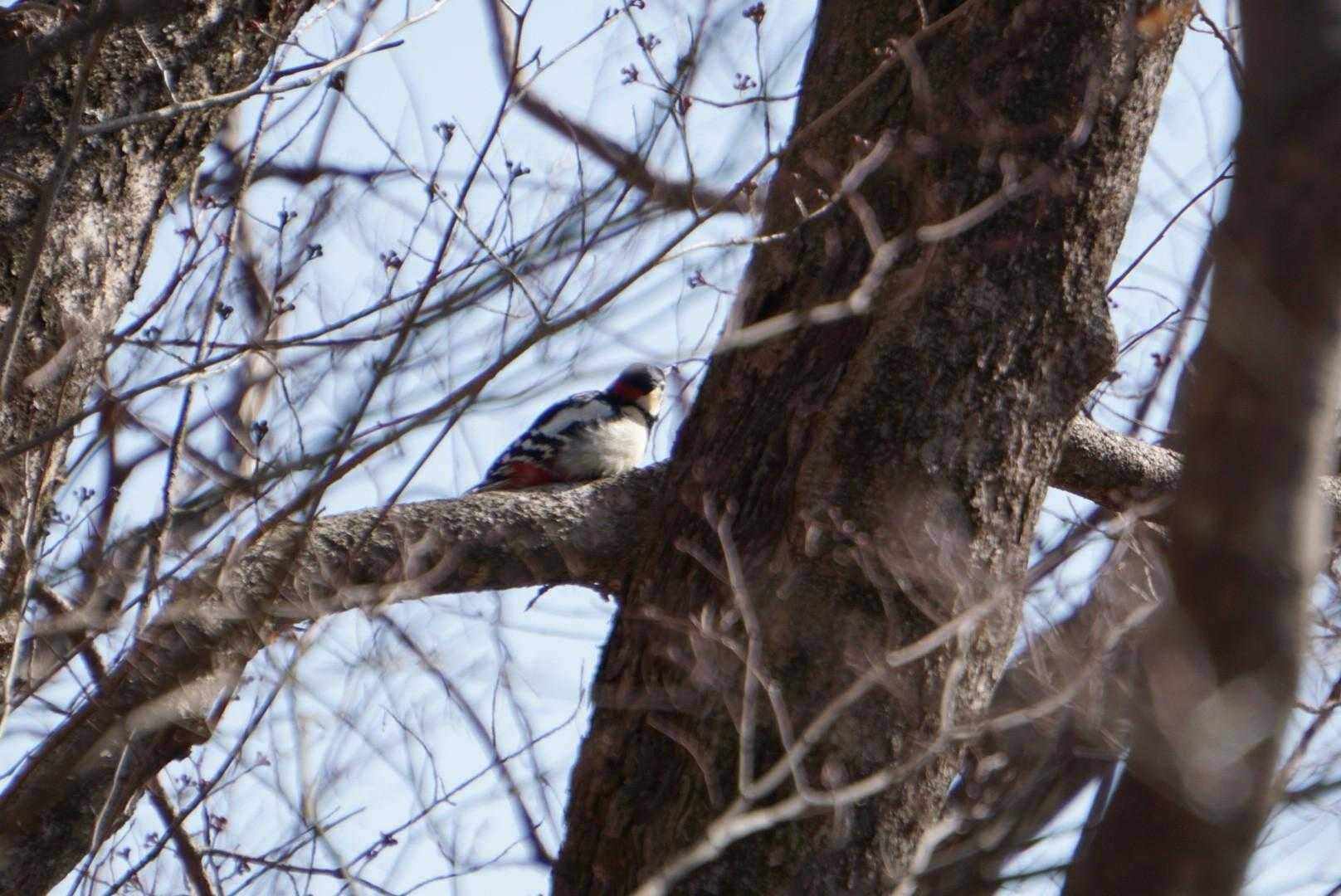 アカゲラ🐦️