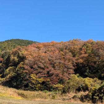 もう直ぐ小町の館の駐車場です⛰️去年までは足慣らしに軽く登れる山でしたが、入院して体力を落とした身体には厳しく疲れました💦
時間を掛けて体力を回復させなければなりませんね⛰️
