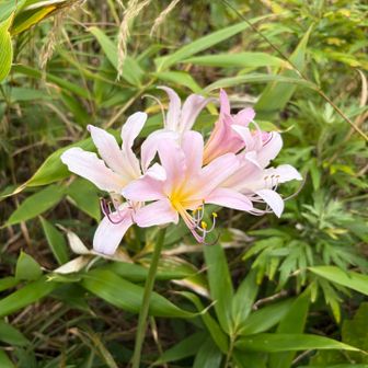 途中でねー
彼岸花系やな、