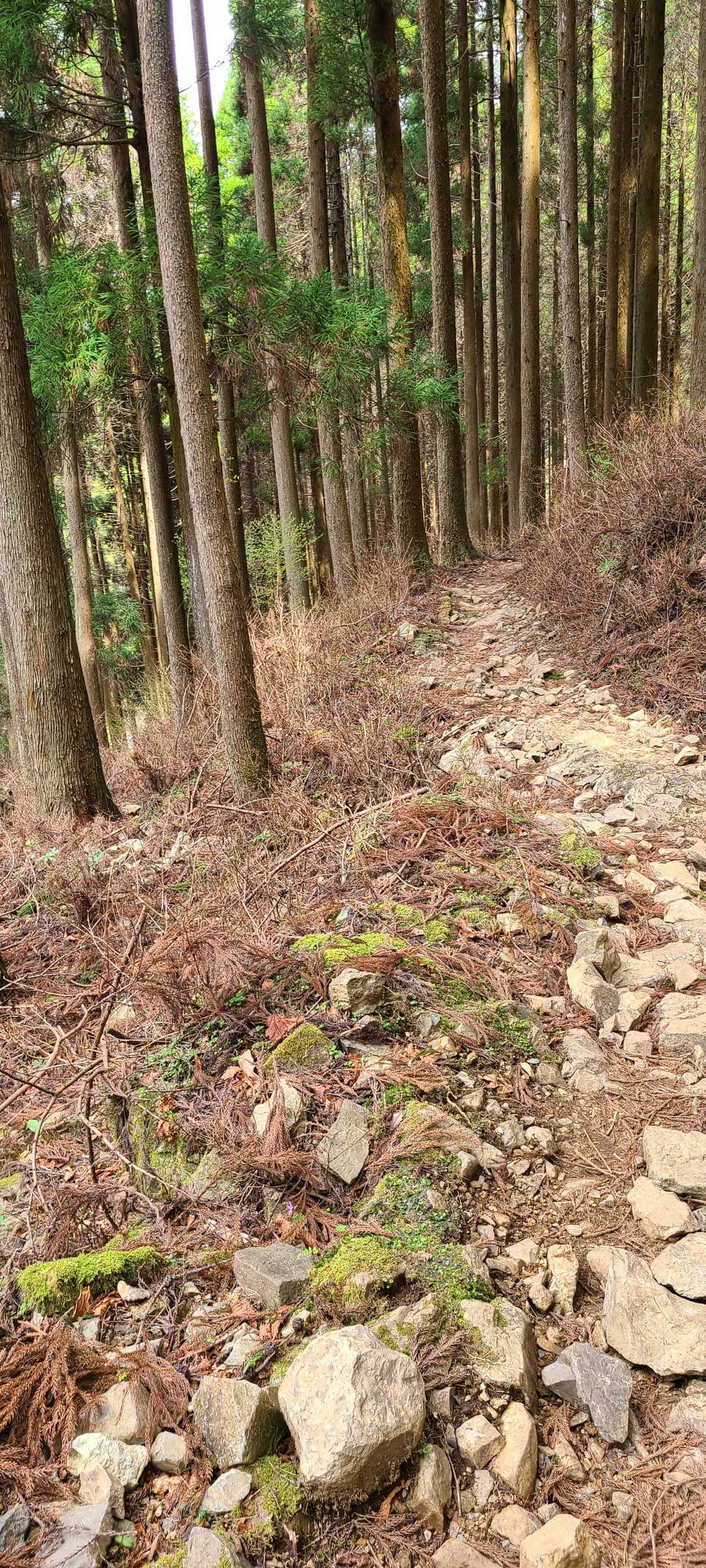こんなちみち