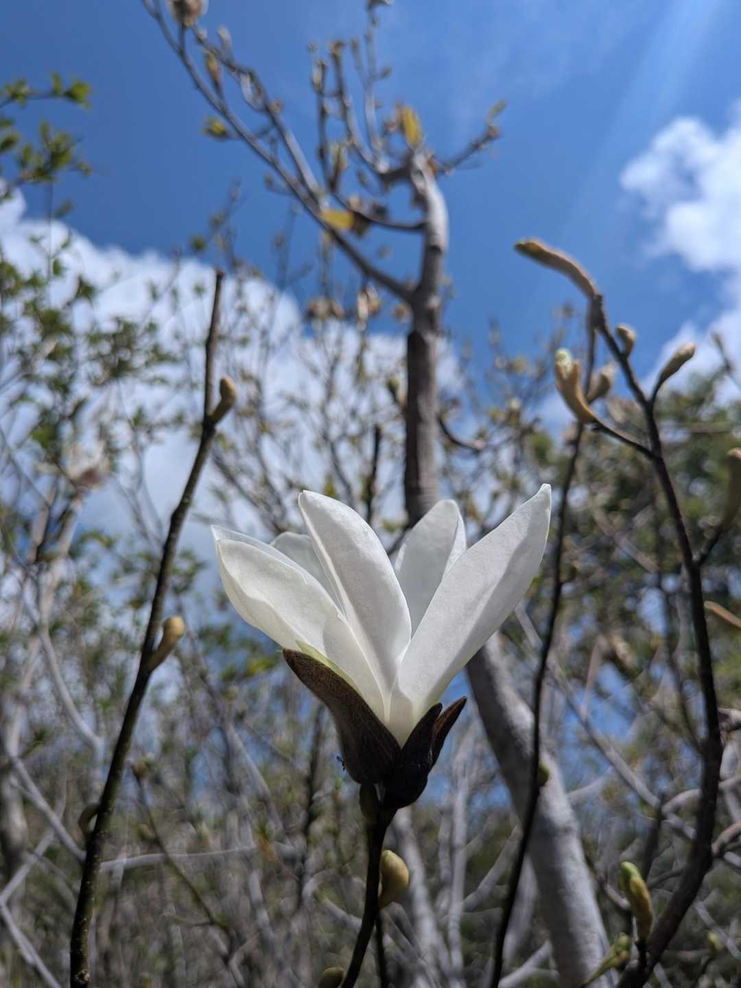 タムシバもまだまだ元気です👍️