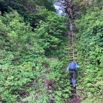 ハシゴ
もう土が埋まって、階段になってる