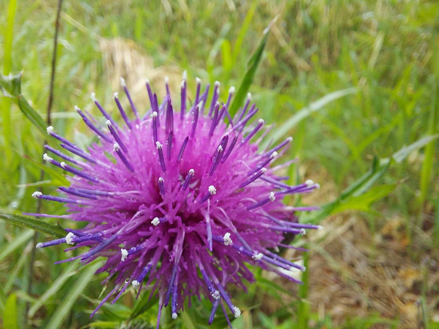 花❔🌸