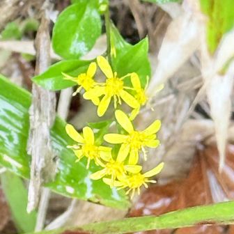 分岐付近のアキノキリンソウ。