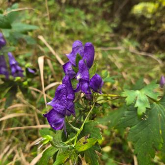 トリカブト。綺麗だけど、毒