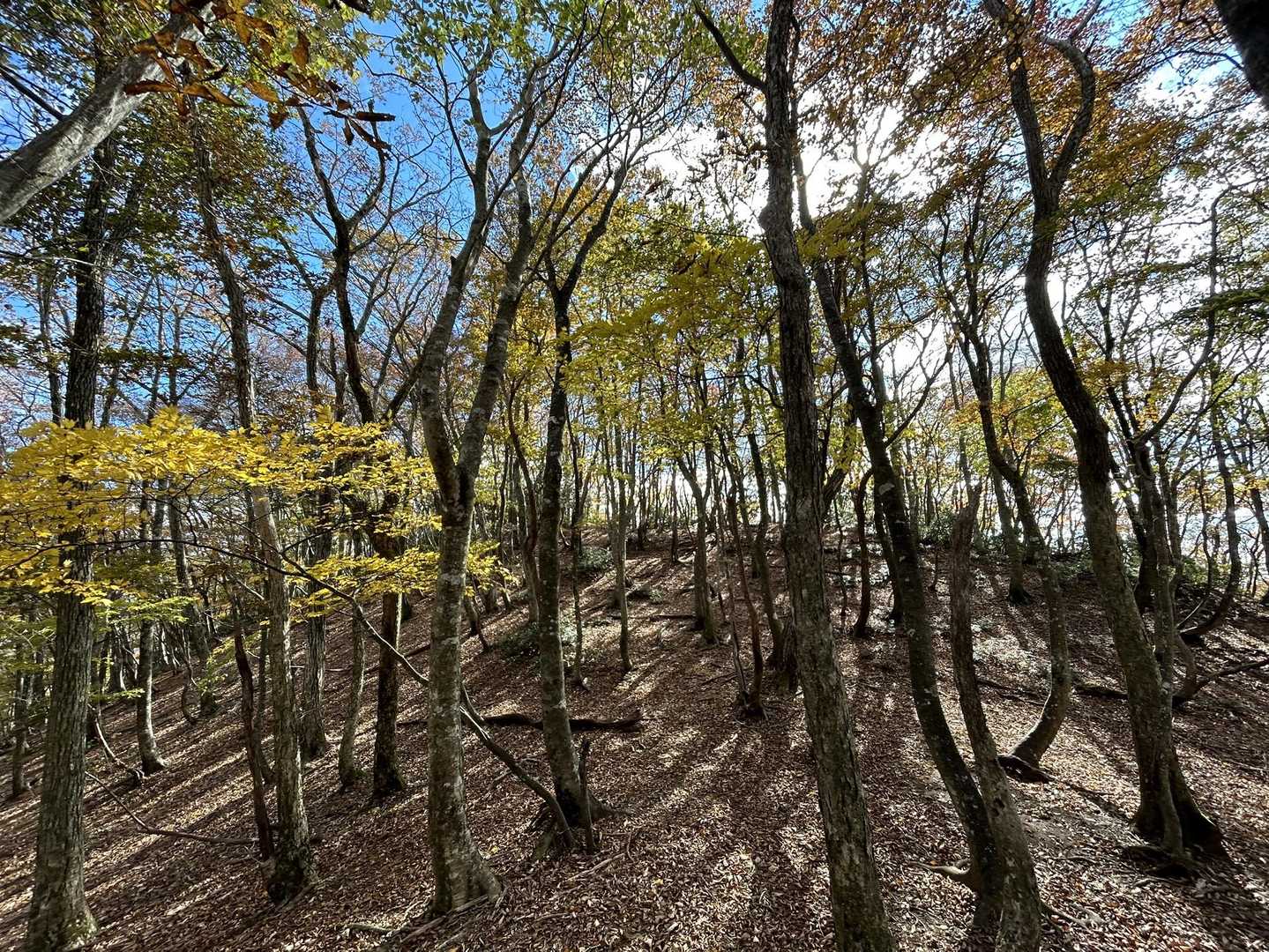 武平トンネル西駐車場登山口-沢谷峠-雨乞岳-杉峠-杉峠ノ頭 往復コースの写真