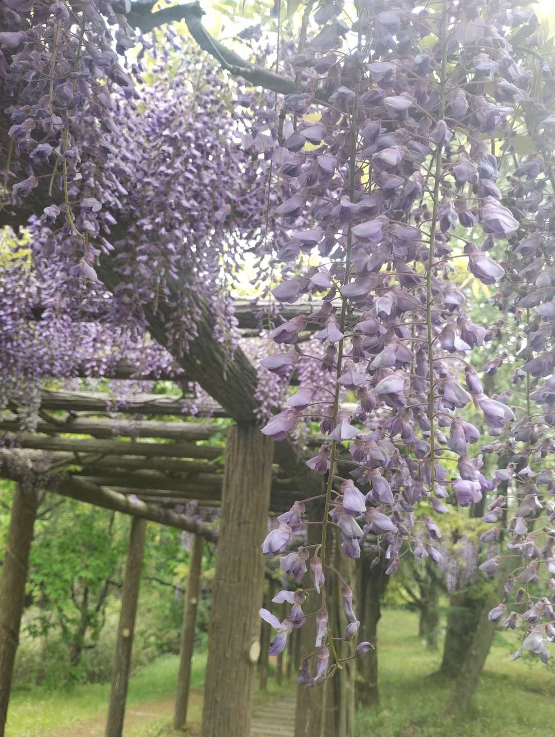 次の藤棚