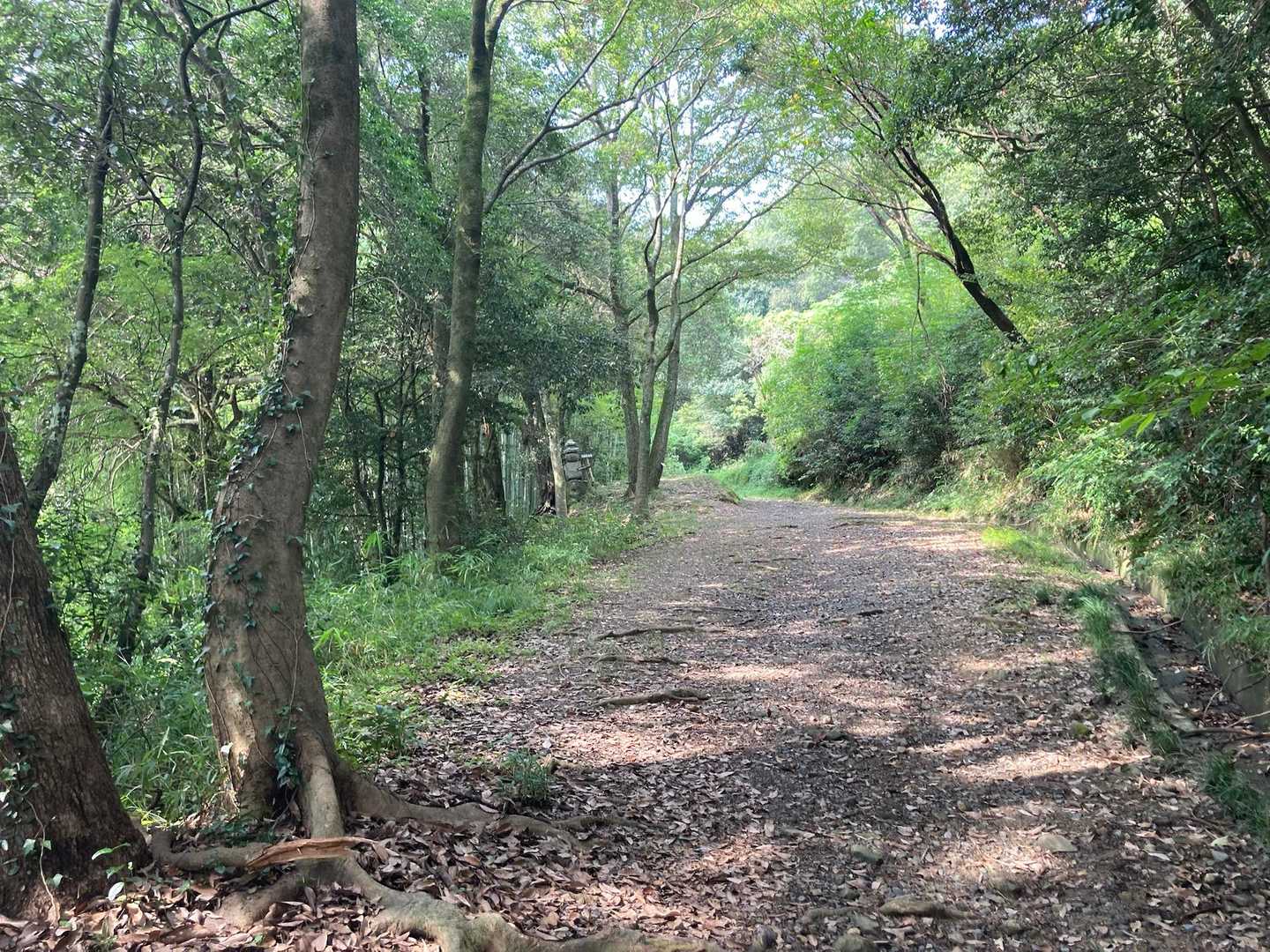 稲荷神社の先から登山道