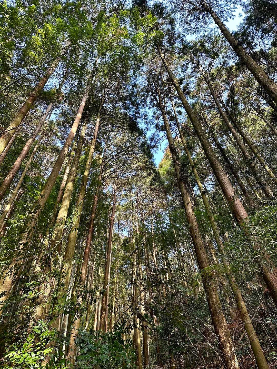 気持ちいい登山道