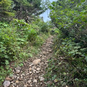 今日初めて登山道らしい道を歩きました。少し上ります。