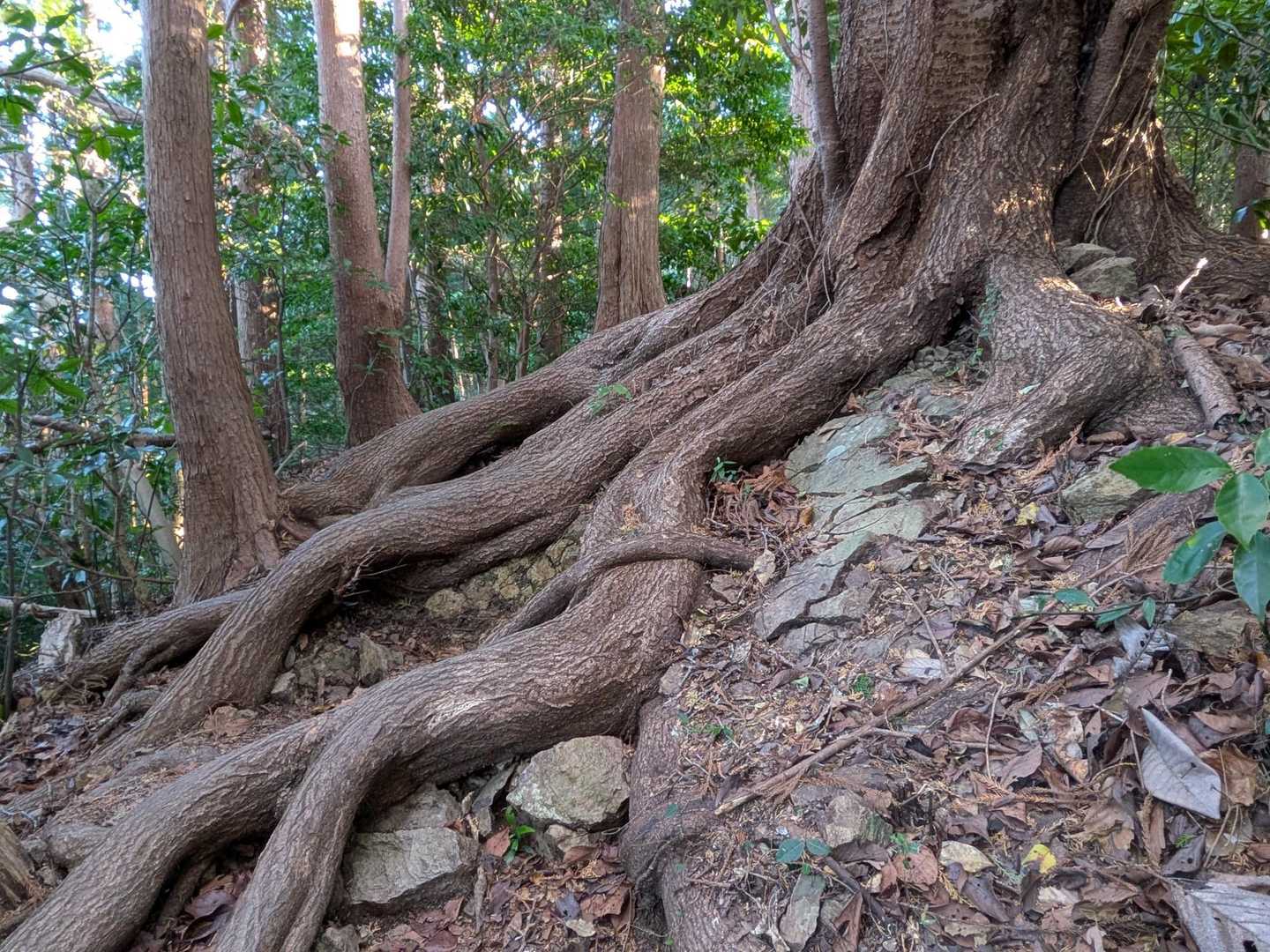 土から盛り上がっちゃってる凄い木の根。