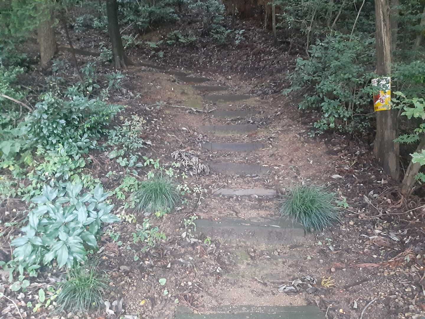 神社の横から登山口へ！
