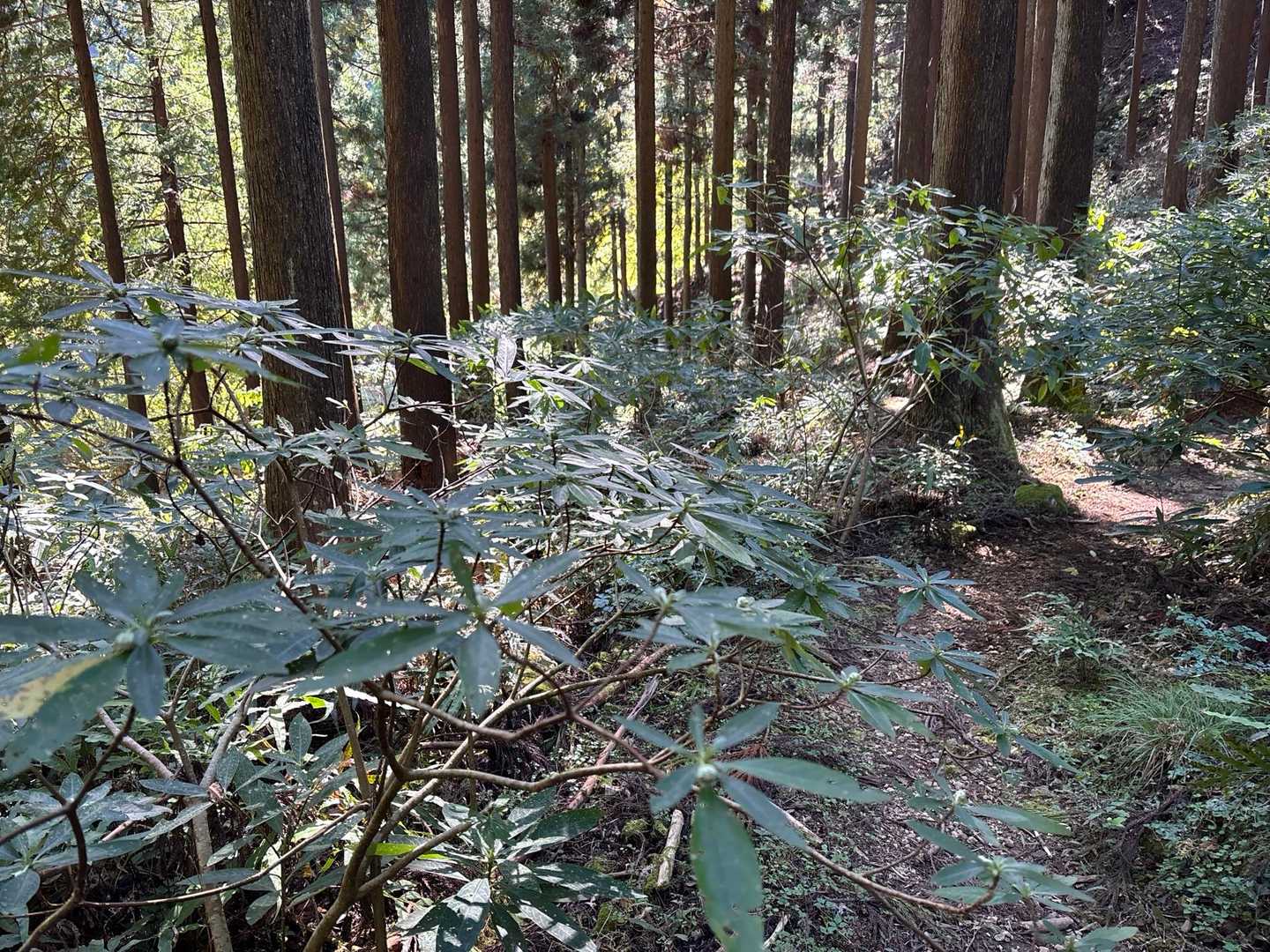 そろそろ不動尻
ミツマタが増え始めました
不動尻はミツマタの大群生地で3月末あたりは一面黄色に染まります🟡