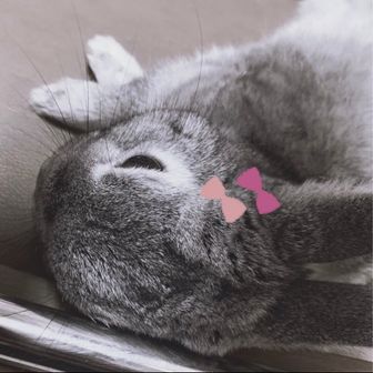 沈丁花(じんちょうげ)