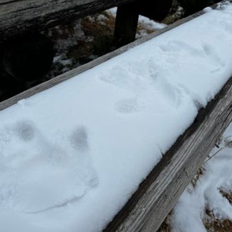 ベンチに手型〜4センチくらいかな？