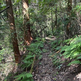濡れて滑る急な下りに苦戦しつつ、なんとか下山終了。