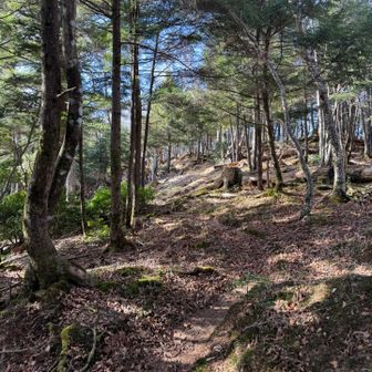 その後、緩やかに登り