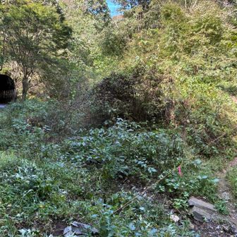 ここは右の道が正解です。左のトンネルは台風の影響でその先がぬけられないとのこと。