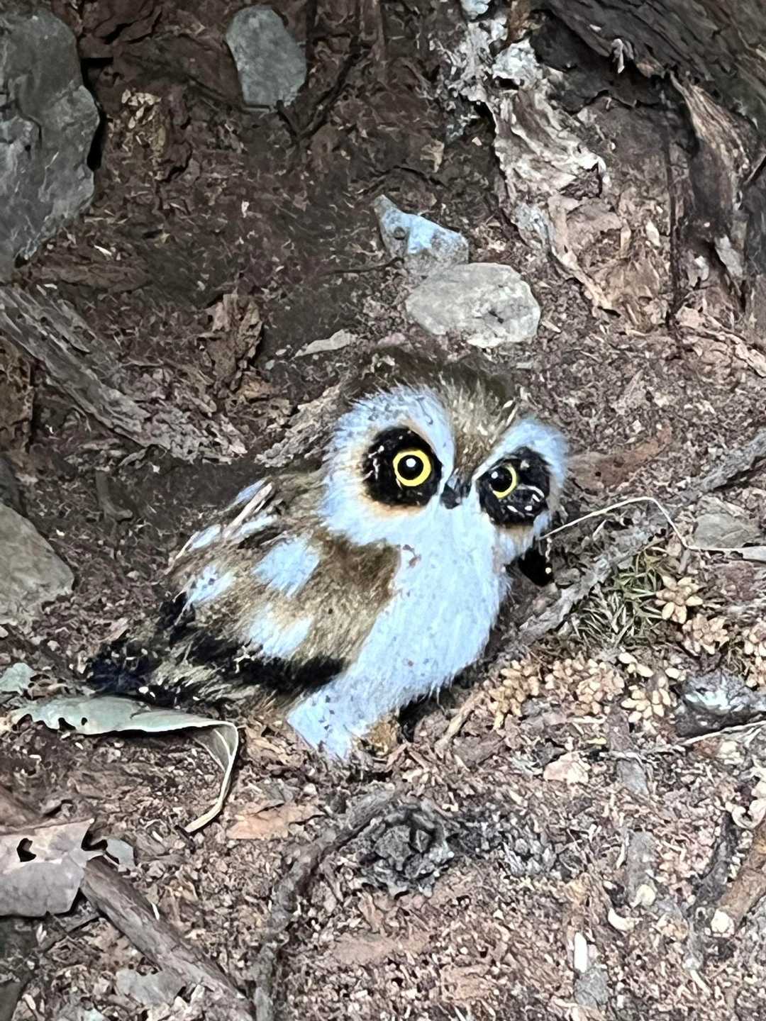 フクロウの名前は判りませんが。
小さくてかわいいです🦉