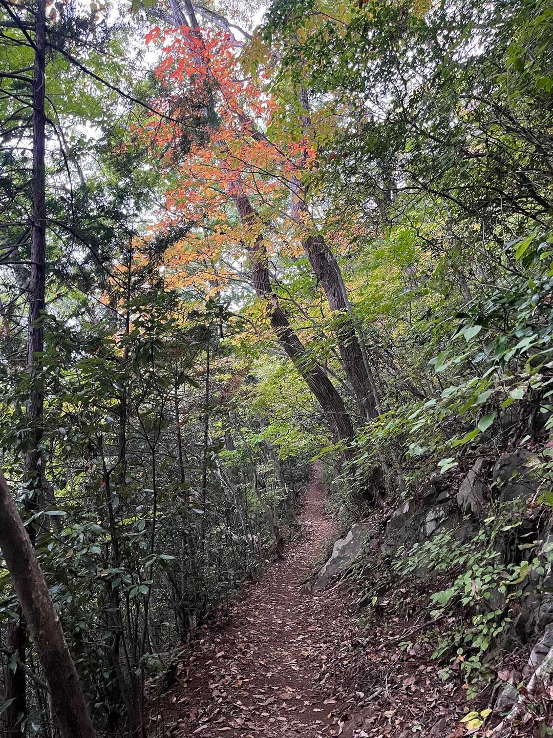 おっ！ここにも綺麗な紅葉🍁
🥰