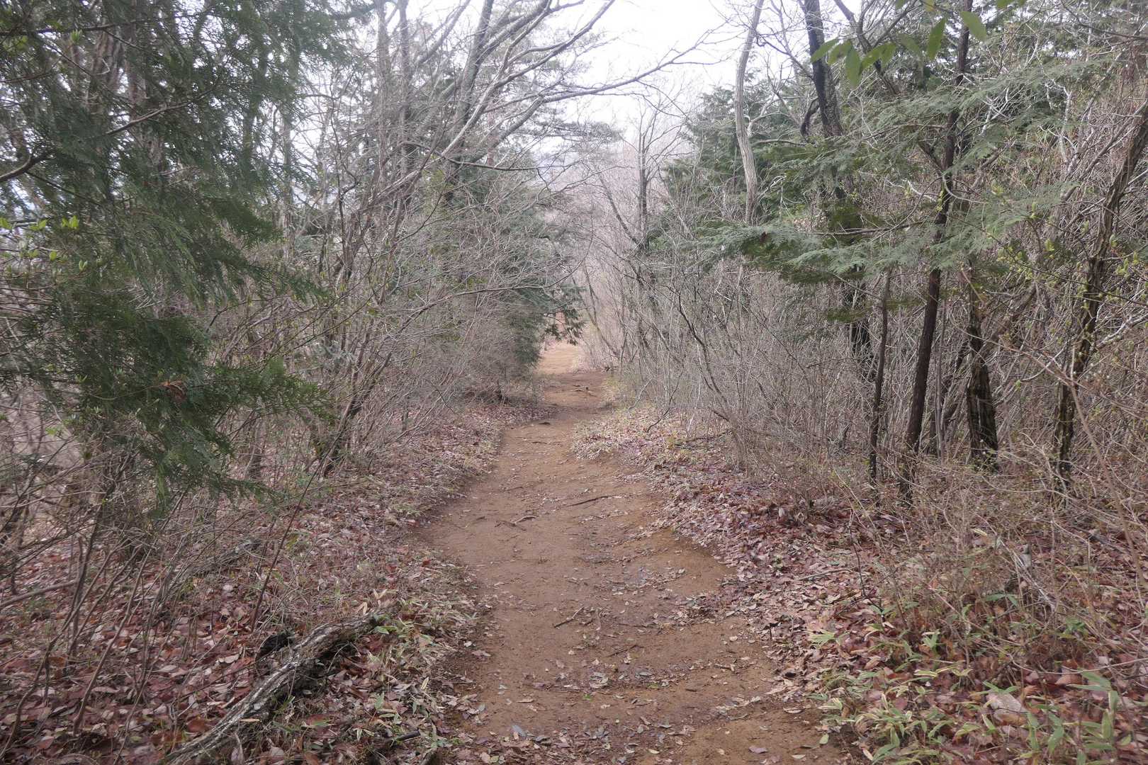 いちど鶏足山に戻り、焼森山に向かいます。
鶏足山から焼森山の間は歩きやすい尾根道でした。
